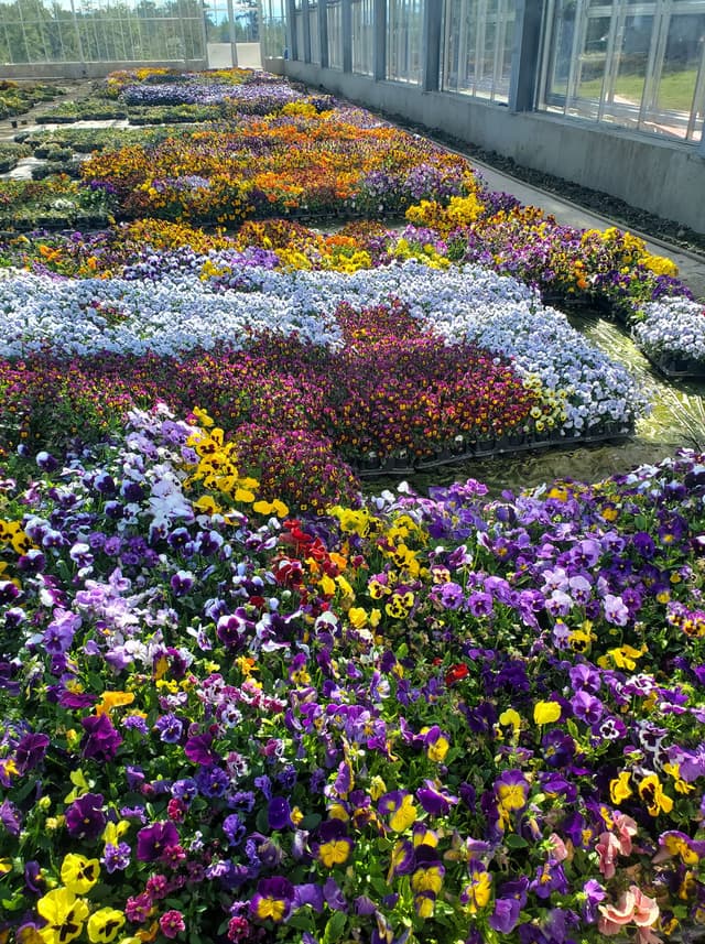 flowers