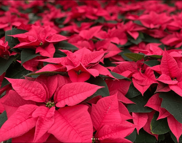 poinsettias